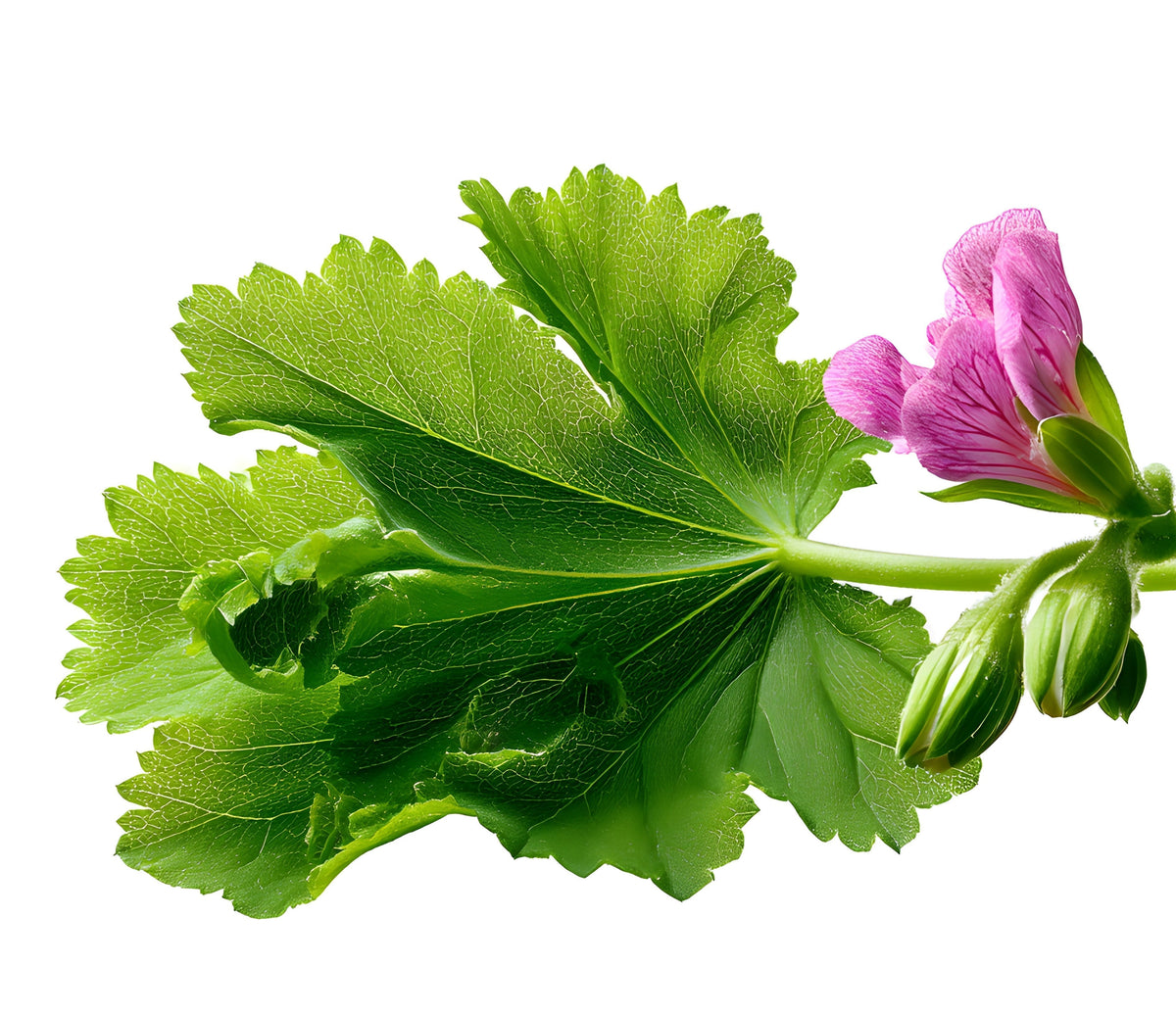 Geranium Absolue