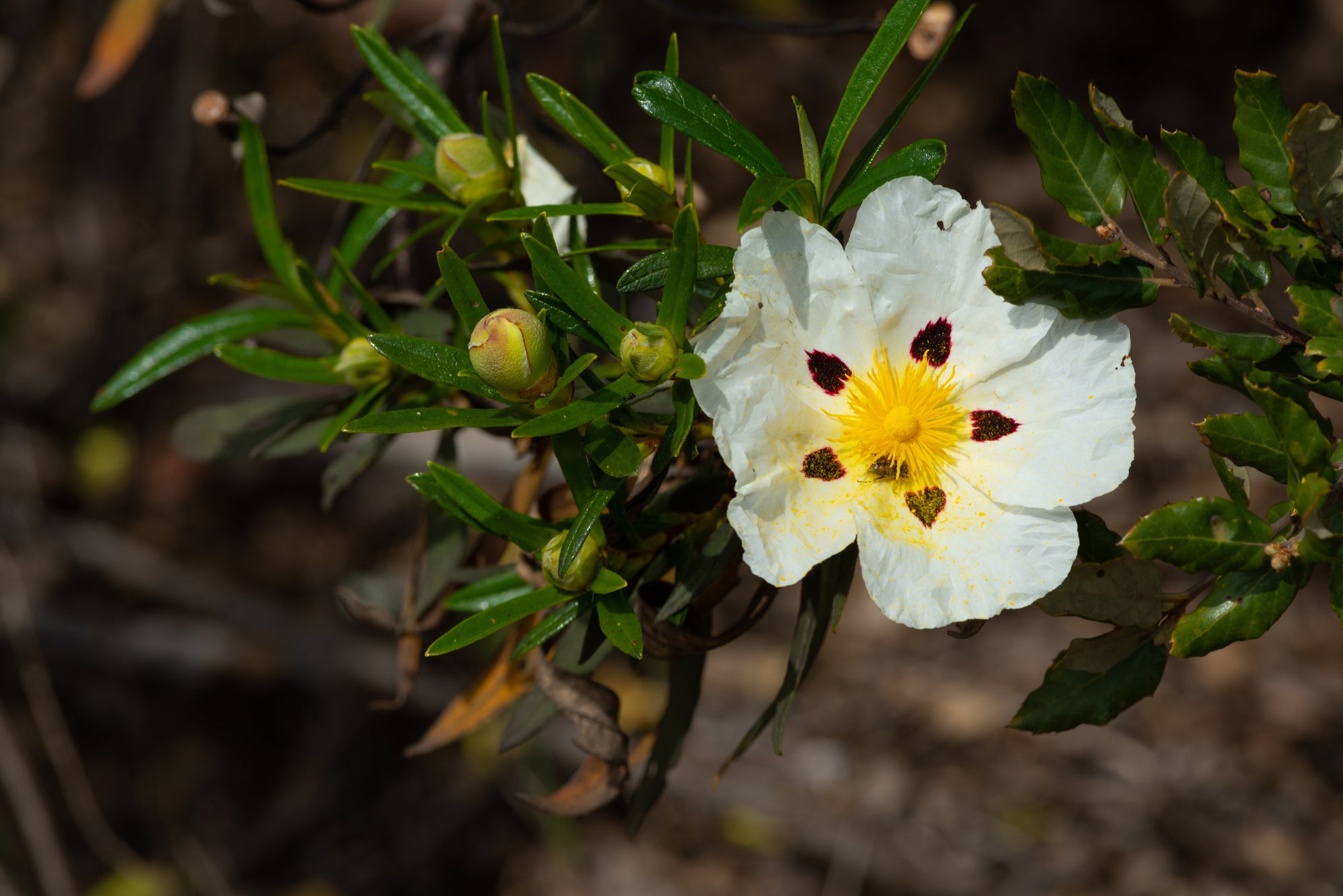Cistus in the air